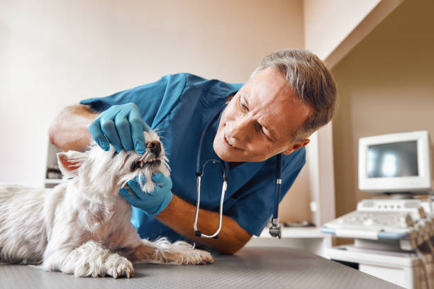 Best Weekend Emergency Dentist in Pflugerville, TX